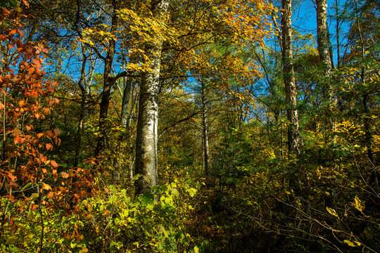Wanda mountains forest autumn