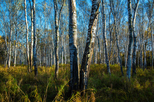 Wanda mountains forest autumn