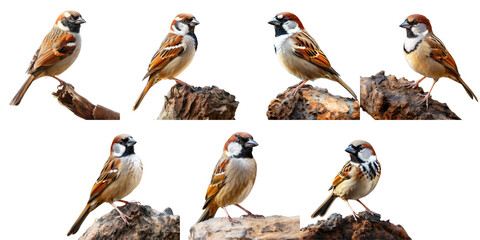 Fototapeta premium Png Set Thailand s isolated beautiful brown bird the Eurasian Tree Sparrow Passer montanus transparent background