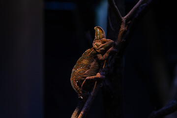 Chameleon Furcifer pardalis Ambolobe 2 years old, Madagascar endemic