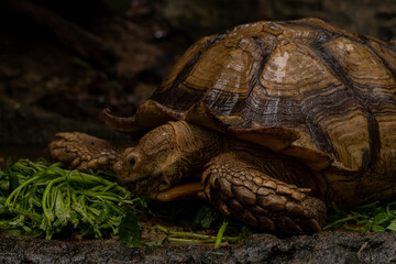 Close up African spurred tortoise eating, Slow life - obrazy, fototapety, plakaty