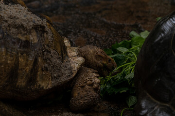 Two African Spurred Tortoises eating during the rain