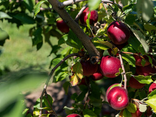 Apples ready for picking in season for the autumn festivals