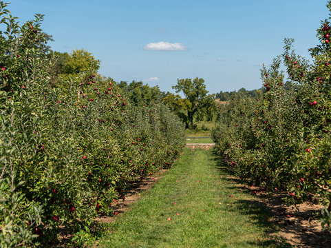 Apples ready for picking in season for the autumn festivals