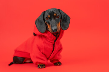 Little sad dog dachshund puppy dressed in fashionable hoodie on bright red background. Loneliness on valentine's day, party acquaintance. Autumn collection of clothes for children. Cold weather, walk