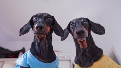 Bottom view of two funny muzzle of curious dog dachshund, look down, play hide and seek, look for hidden toy, beg for food, blinks, looks around, looking for gift - Powered by Adobe