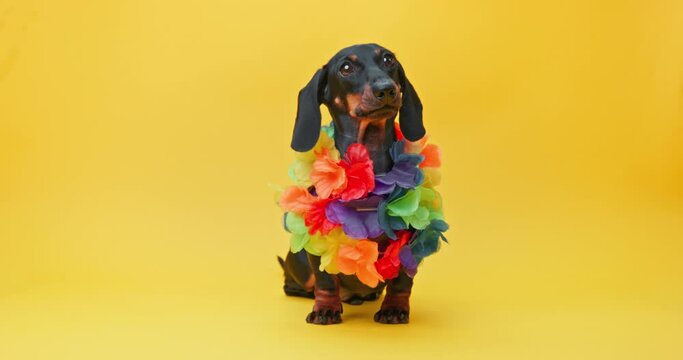 Domestic dachshund stands posing for animal magazine cover. Photoshoot of doggy with colourful flower Hawaii garland at yellow studio wall