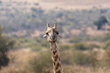 Africa giraffe facial portrait looking happy on the savannah during African Safari