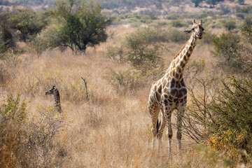 Africa Safari Giraffe with young calf in the wild bush savanna