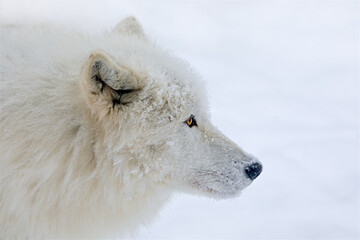 Portrait of an Arctic Wolf also known as a White Wolf or Canis Lupus Arctos