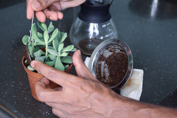 A South Asian man hand adding coffee ground paste to the succulent plant soil. Natural organic...