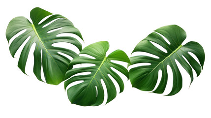 Monstera Deliciosa leaves isolated. Monstera bush on a white background.