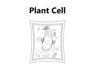 Plant cell structure, anatomy infographic diagram with parts flat vector illustration design for biology science education school book concept microbiology organism scheme labels of components
