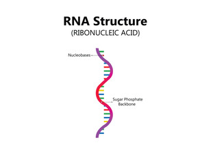 RNA (Ribonucleic acid). Structural formula of adenine, cytosine, guanine and uracil. Vector diagram for educational, medical, biological, and scientific use