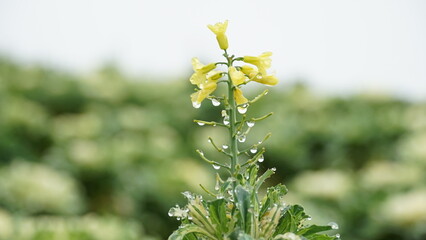 close up of flowers