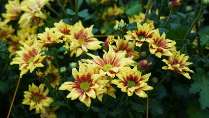 red and yellow flowers