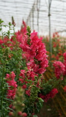 red and white flowers / Snapdragon