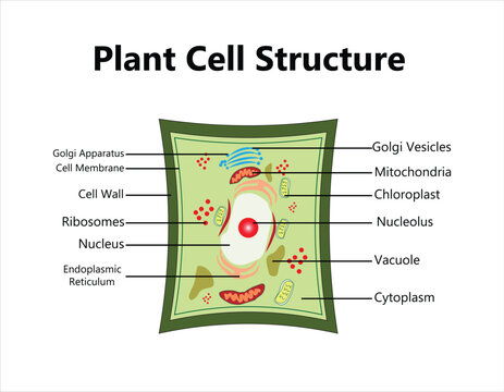 Plant cell structure, anatomy infographic diagram with parts flat vector illustration design for biology science education school book concept microbiology organism scheme labels of components