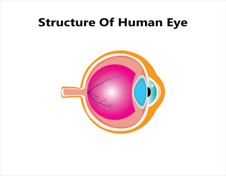 Human eye anatomy, beautiful colorful medical illustration