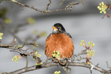 An American robin bird perched on a branch of a flowering tree during a cold raiiny spring day.