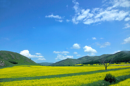 The hulunbuir stretching over flowering rape grasslands
