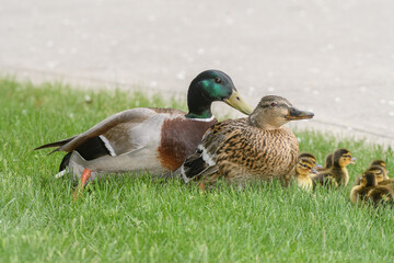 Naklejka na ściany i meble A female mallord duck with babies and a male duck trying to mate.