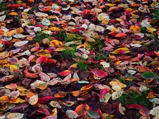 落ち葉　紅葉した桜の葉