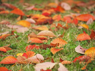 落ち葉　紅葉した桜の葉