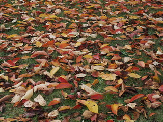 落ち葉　紅葉した桜の葉