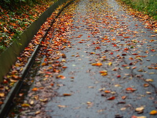落ち葉　紅葉した桜の葉