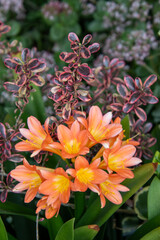 Clivia miniata isolated in a garden