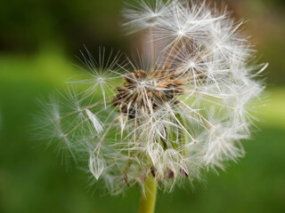 Fototapeta premium Dandelion with seed