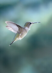 Fototapeta premium hummingbird in flight