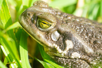 Amphibian toad on the grass , in the garden