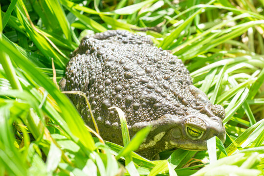 Amphibian toad in the green garden