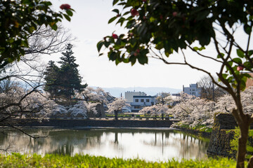 お堀に咲く桜並木
