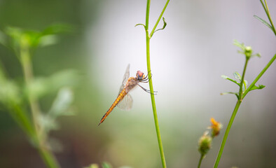 Dragonfly on a plant in the wild. Macro photography of nature.