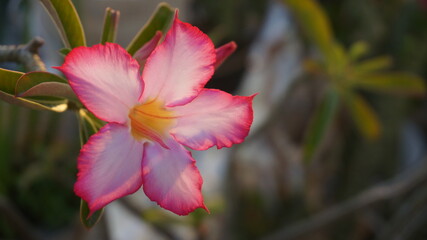 a pink frangipani flower that has just bloomed in the dry season, photographed in the morning