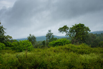 Bandipur National Park forest safari in Karnataka, India