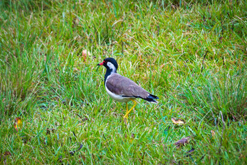 The red-wattled lapwing (Vanellus indicus) is an Asian lapwing or large plover, a wader in the family Charadriidae