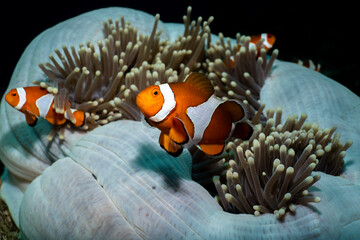 False Clown Anemonfish (Western Clownfish) - Amphiprion ocellaris living in an anemone. Underwater...
