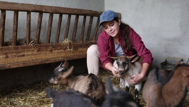Female farmer takes care of herd of goats in a paddock at an animal farm