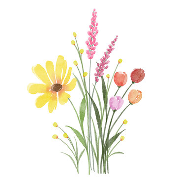Colorful various flowers daisy tulips lavender and wild flowers in watercolor