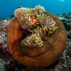False Clown Anemonfish (Western Clownfish) - Amphiprion ocellaris living in an anemone. Underwater...