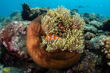 False Clown Anemonfish (Western Clownfish) - Amphiprion ocellaris living in an anemone. Underwater...