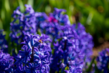 Fototapeta premium Bee on blue hyacinth flowers
