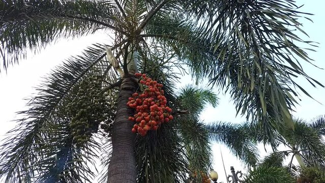 Areca nut is a type of monocot plant which is classified as a palm. Areca palm trees belong to the Arecaceae family in the order Arecales.