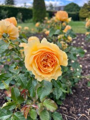 Yellow rose