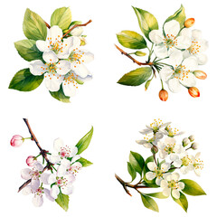 Set of  Watercolor Hawthorn Flower isolated on transparent background