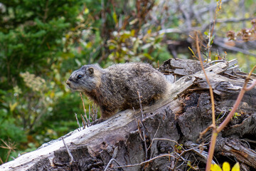 Naklejka na ściany i meble A Marmot on a Log in Grand Teton National Park